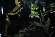 Морской конек,удачно маскирующийся под водросли