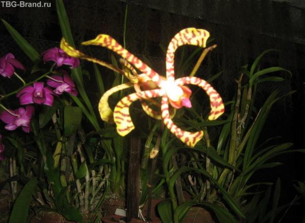 орхидея-скорпион