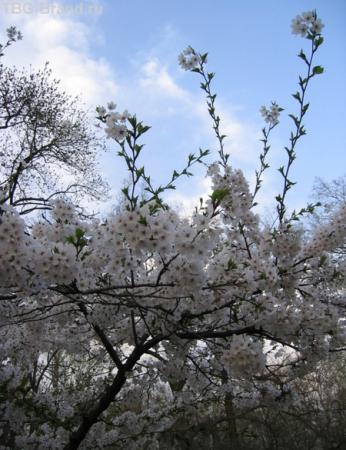 Цветут цветы на Маргите (апрель)
