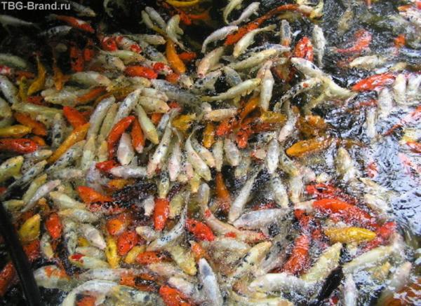 Рыбы в борьбе за еду:) Лоро Парк